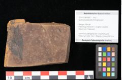 Foto (Objekt + Etikett) von Quercus palaeoilex Ettingshausen (NHMW-GEO-2024-0188-0897)